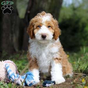 Chance, Mini Bernedoodle Puppy